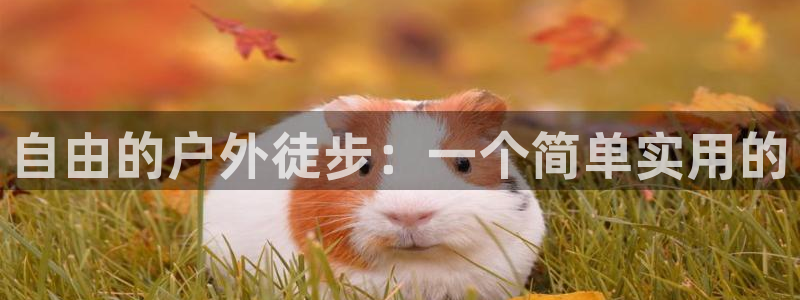 新宝gg手机app