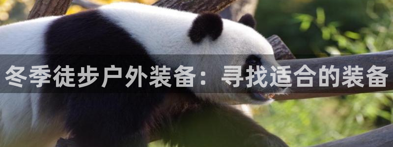 新宝gg分红